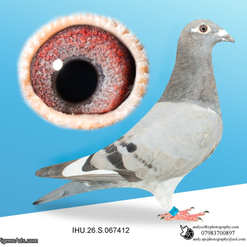 IHU26S067412. HEN. DOUBLE GRANDDAUGHTER OF STARBOY