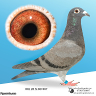 IHU26S067467. COCK. GRANDCHILD OF STARBOY. VAN OUWERKER DEKKERS
