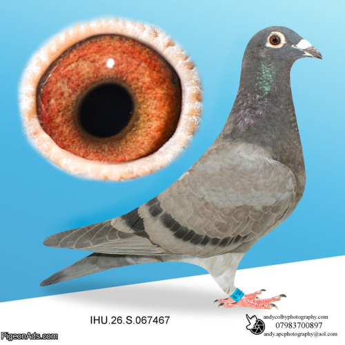 IHU26S067467. COCK. GRANDCHILD OF STARBOY. VAN OUWERKER DEKKERS
