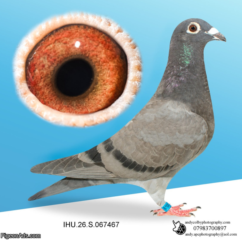 IHU26S067418. HEN. VAN DEN BULK X MILITARY ROGALA