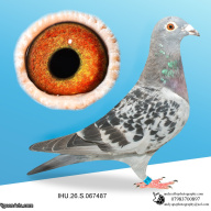 IHU26S067487. HEN. DOUBLE GRANDDAUGHTER OF STARBOY