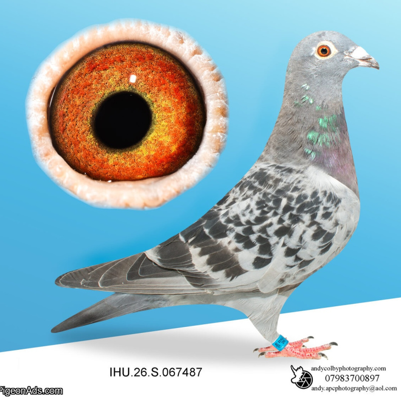 IHU26S067487. HEN. DOUBLE GRANDDAUGHTER OF STARBOY