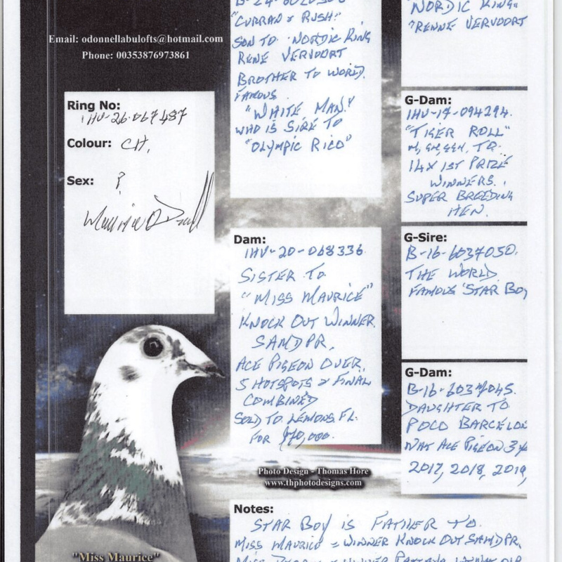 IHU26S067487. HEN. DOUBLE GRANDDAUGHTER OF STARBOY