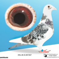 IHU26S067497. HEN. DOUBLE GRANDDAUGHTER OF STARBOY