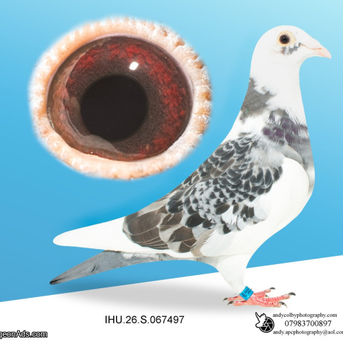 IHU26S067497. HEN. DOUBLE GRANDDAUGHTER OF STARBOY
