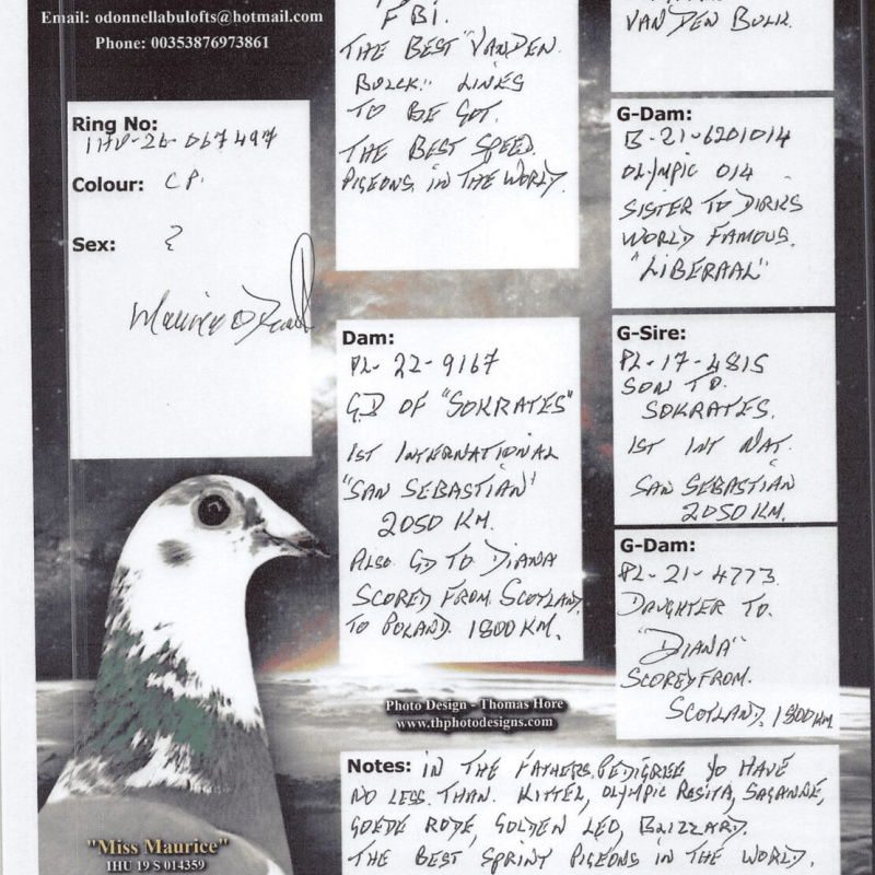 IHU26S067497. HEN. DOUBLE GRANDDAUGHTER OF STARBOY
