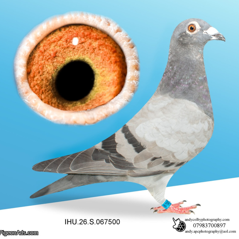 IHU26S067500. COCK. VAN DEN BULK X MILITARY ROGALA