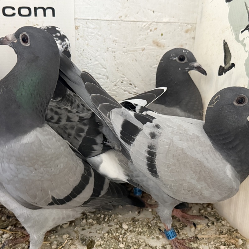 Kits of 6X Young Birds Available. All bred from single pen pairs. (4 Kits Available.)