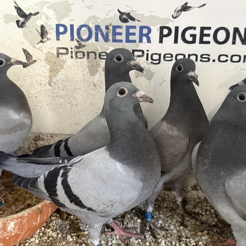 Kits of 6X Young Birds Available. All bred from single pen pairs. (4 Kits Available.)