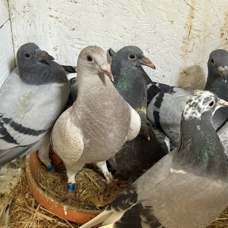 Kits of 6X Young Birds Available. All bred from single pen pairs. (4 Kits Available.)