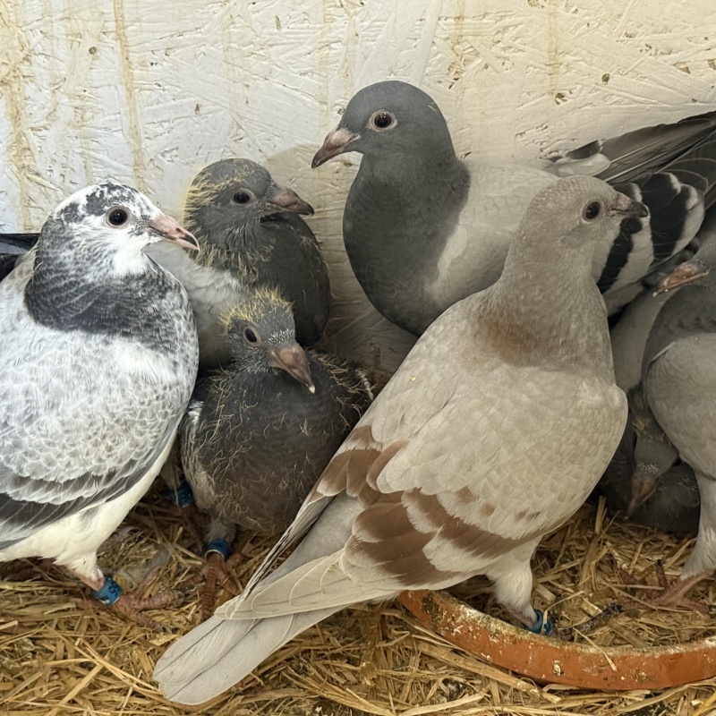 Kits of 6X Young Birds Available. All bred from single pen pairs. (4 Kits Available.)