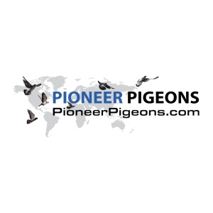 Pioneer Pigeons