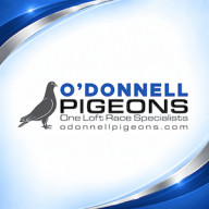 O'Donnell Pigeons