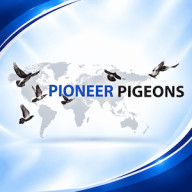 Pioneer Pigeons