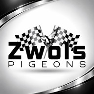 Zwols Pigeons